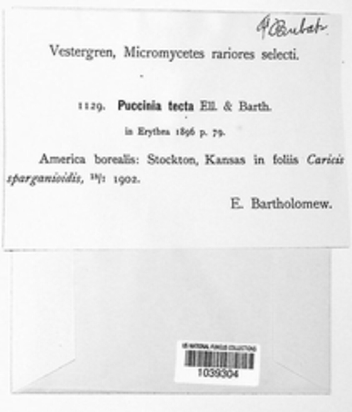 Puccinia tecta image